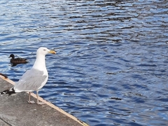 Larus argentatus