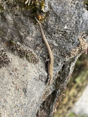 Anadia pulchella