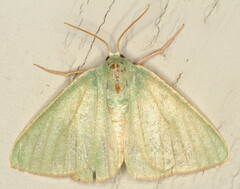 Celidomphax quadrimacula