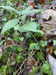 Mercurialis perennis