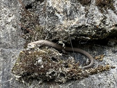 Anadia pulchella