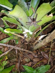 Avicularia juruensis
