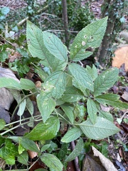 Mercurialis perennis