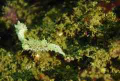 Aegires albopunctatus