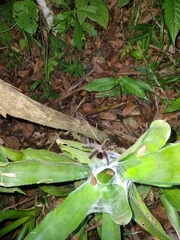 Avicularia juruensis