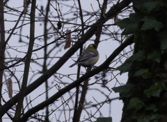 Parus major