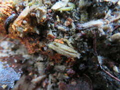 Nectriaceae