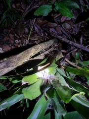 Avicularia juruensis