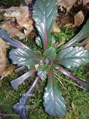 Ajuga reptans