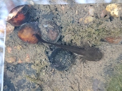 Ambystoma velasci