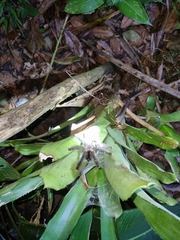 Avicularia juruensis