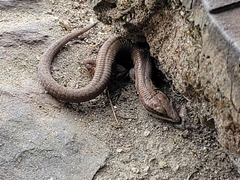 Anadia pulchella