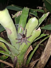 Avicularia juruensis