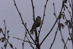 Cyanistes caeruleus