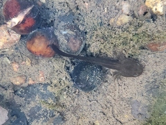 Ambystoma velasci