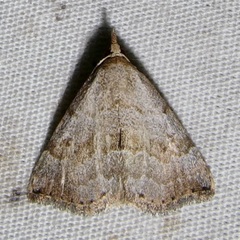 Oxycilla