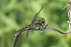 Ophiogomphus