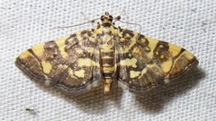 Apogeshna stenialis