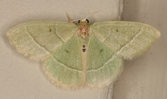 Chlorissa attenuata
