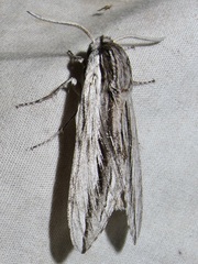 Sphinx dollii