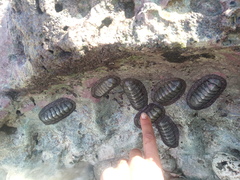 Acanthopleura granulata