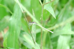 Agriocnemis lacteola