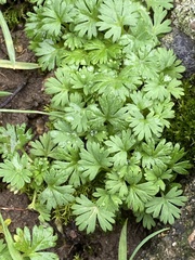 Alchemilla arvensis