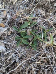 Ditaxis humilis