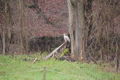 Buteo buteo