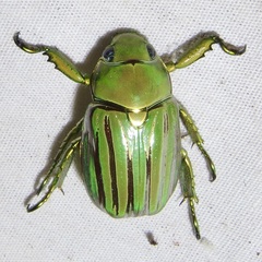 Chrysina gloriosa