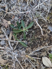 Ditaxis humilis