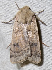 Abagrotis