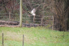 Buteo buteo