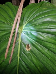 Dendropsophus parviceps