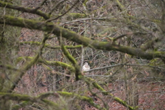 Buteo buteo