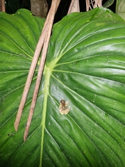 Dendropsophus parviceps