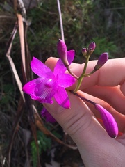 Bletia