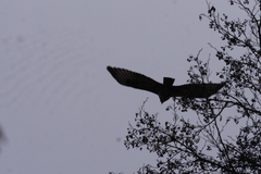 Buteo buteo
