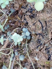Sedum clausenii