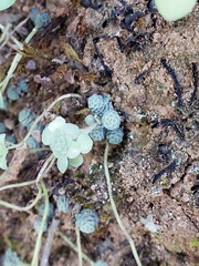 Sedum clausenii