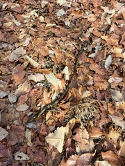 Microstegium vimineum