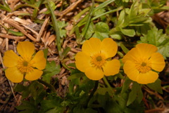 Ranunculus eschscholtzii suksdorfii