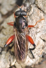 Chalcosyrphus