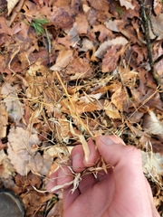 Microstegium vimineum