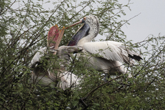 Pelecanus philippensis