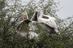 Pelecanus philippensis