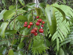 Ripogonum scandens
