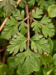Chaerophyllum tainturieri