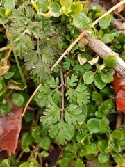 Chaerophyllum tainturieri