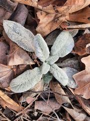 Stachys byzantina